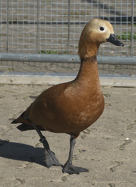 跃参与